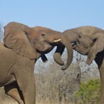 Hluhluwe-Umfolozi Game Park: Game or Self-Drive?