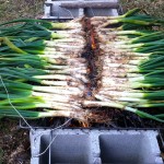 Calcotada: A Catalonia Gastronomical Event