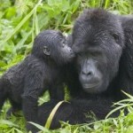 Primate Safari in Rwanda: My Dream Trip