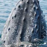 Whale Watching in St Lucia, South Africa