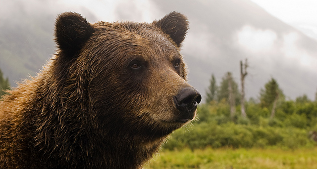 Canadian adventure - grizzly bear