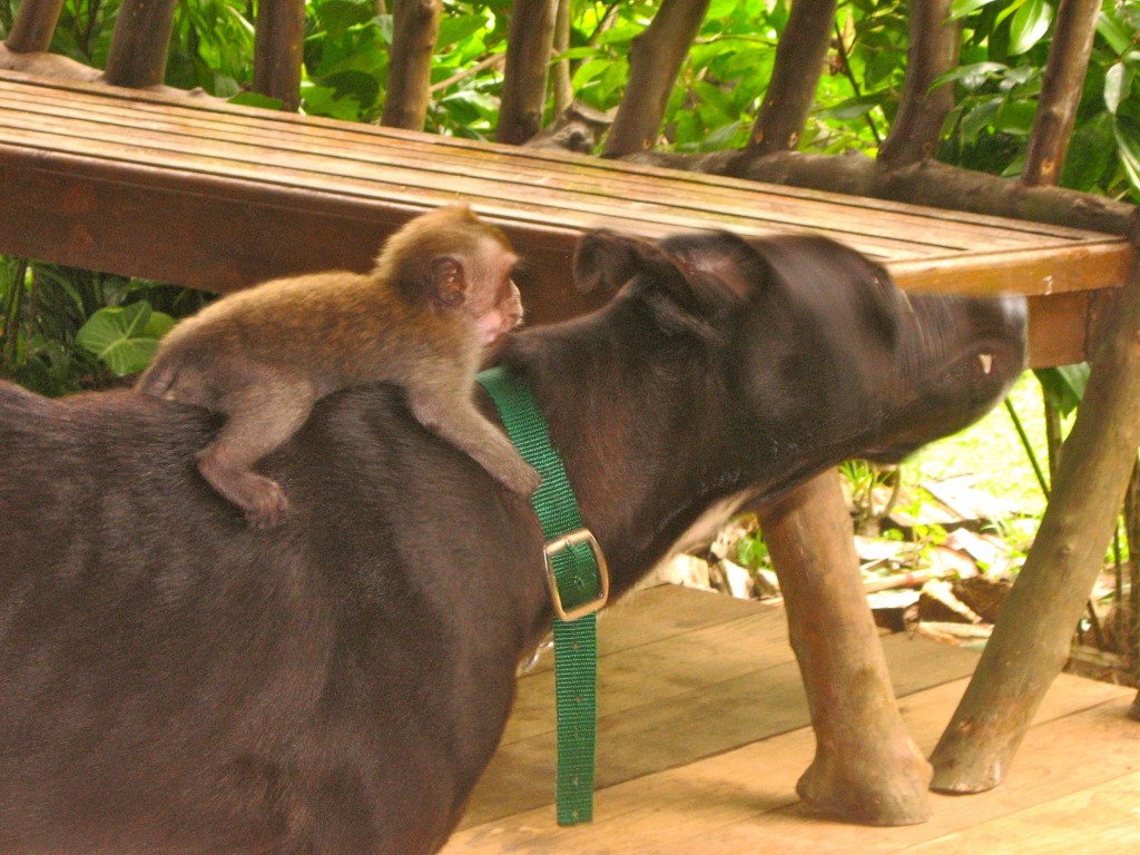  dog surrogate mother to baby monkey