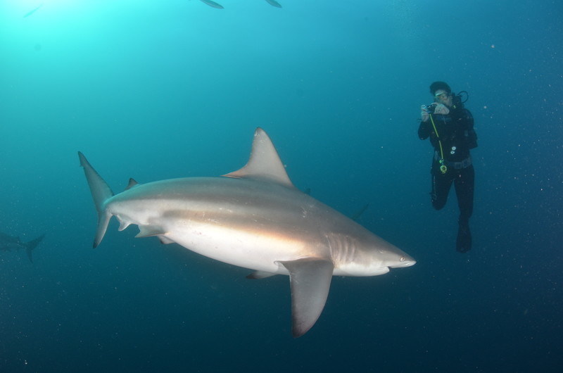 Laurel Robbins shark diving with an Oceanic Black Tip in South Africa
