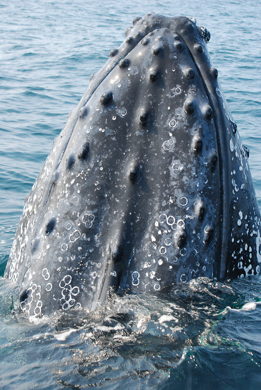 Humpback Whale watching in St. Lucia, South Africa