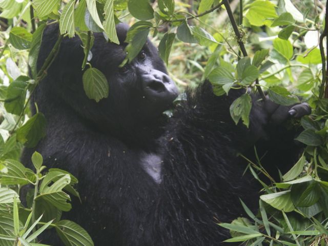 Guhonda, the largest and oldest silverback in Volcanoes National Park, Rwanda