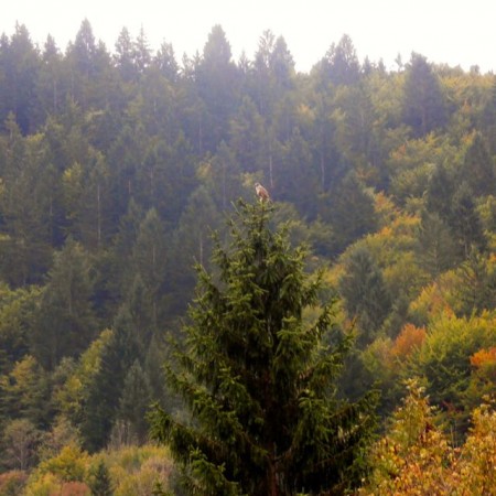 Hawk perching on a tree