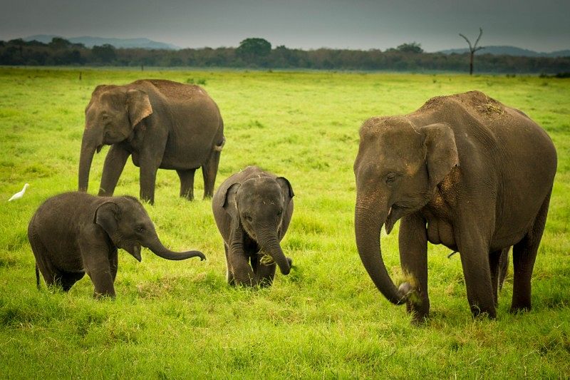 Adventure Travel - Elephant family at Kaudulla National Park in Sri Lanka