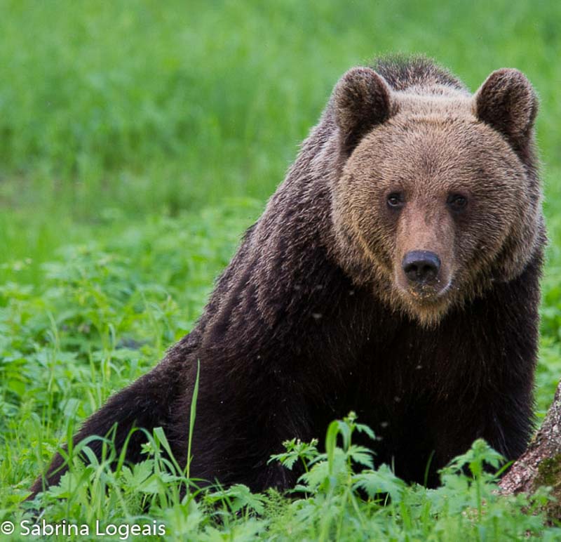 brown bear watching in Finland. The brown bear is also Finland's national animal.