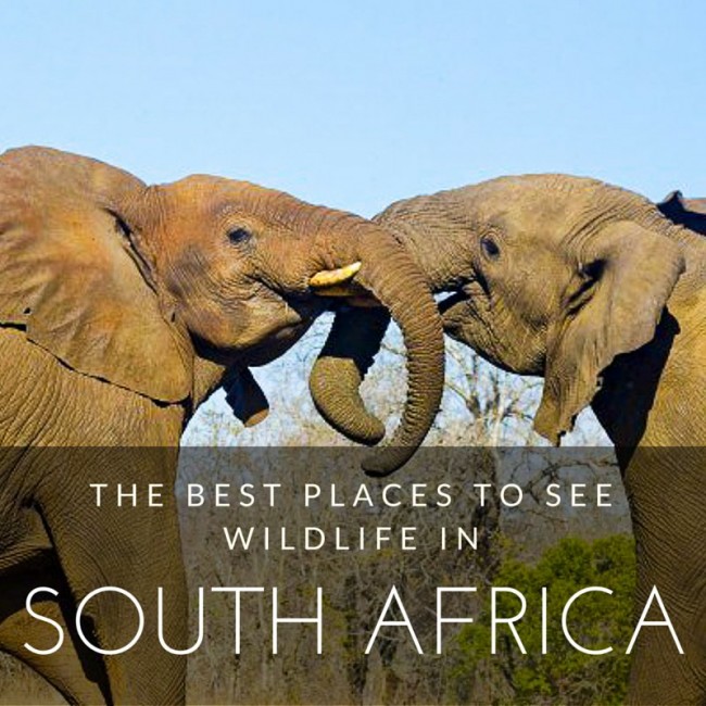 best places to visit in South Africa for wildlife