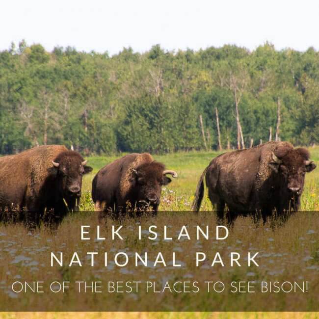 Elk Island National Park One of the Best Places to See Bison!