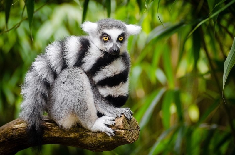 ring tailed lemurs are only found in Madagascar