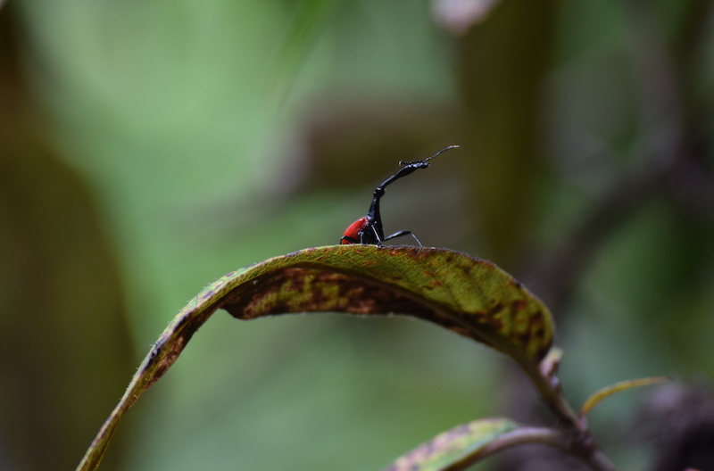 Giraffe weevil in Madagascar