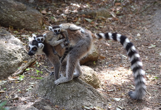 ring-tailed lemur with twins