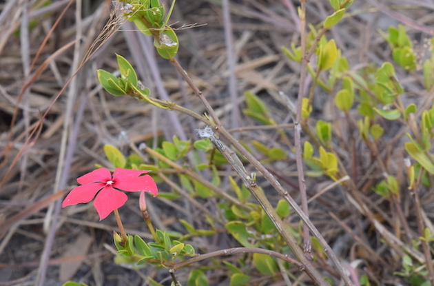 Madagascar plants are used for medicinal treatments including cancer treatments.