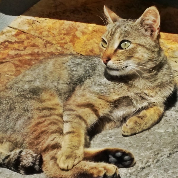 One of the many cats seen in the fishing village of Cudillero.