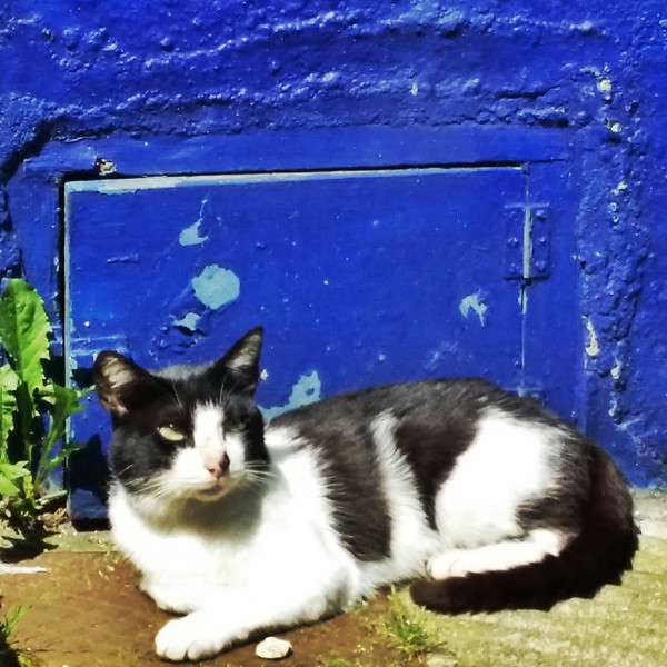 One of the many cats seen in the fishing village of Cudillero.