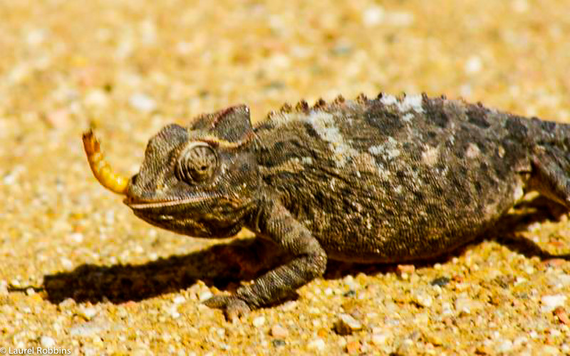 Chameleon in the Namib Desert near Swakopmund, Namibia