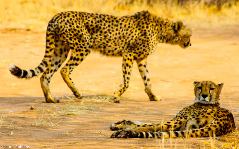 Cheetahs at the Cheetah Conservation Fund in Namibia, home to the largest population of cheetahs in the world!