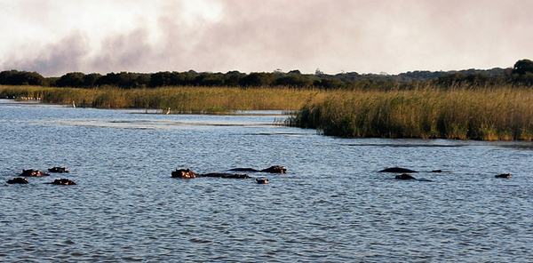 Hippos as seen from the boat 