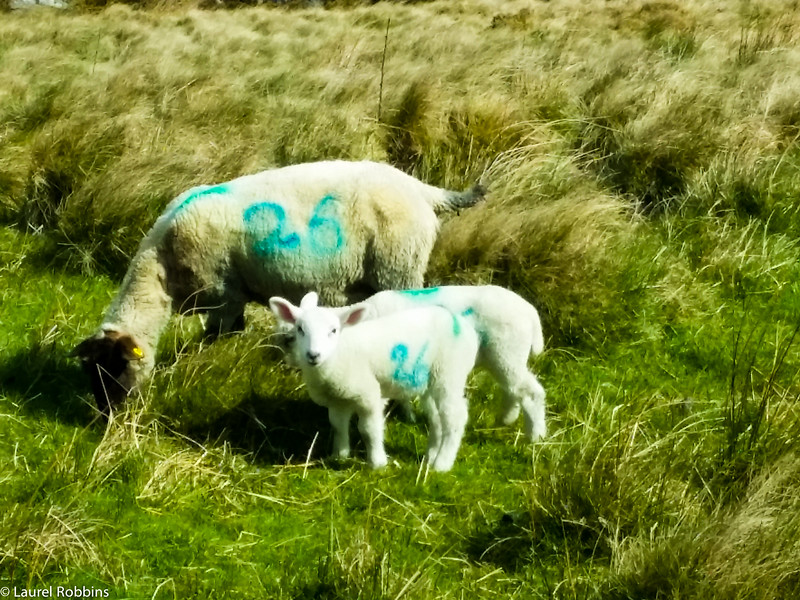 One of the things I loved about walking the Wicklow Way in spring were all the lambs!