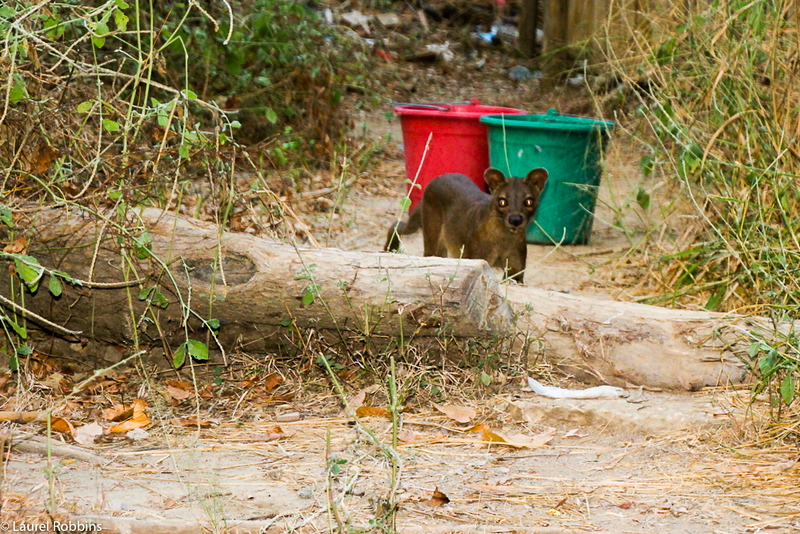 Madagascar fact: Fossa are endemic