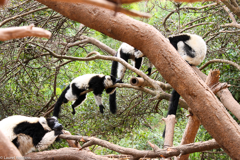 Interesting Facts about Madagascar
