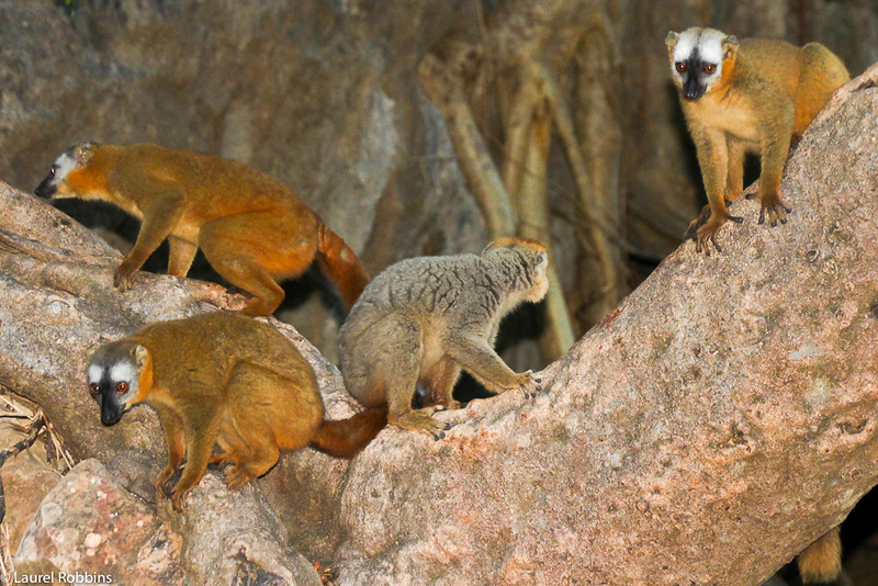 Lemurs in Madagascar