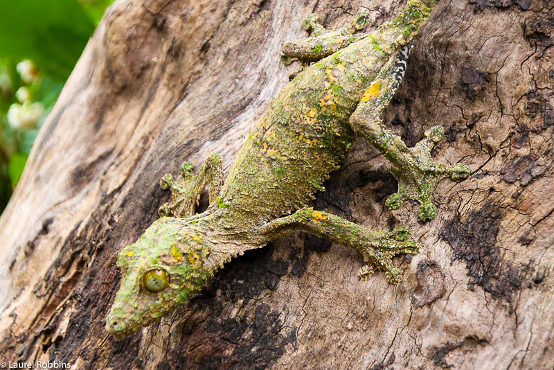 The diverse animals and reptiles of Madagascar