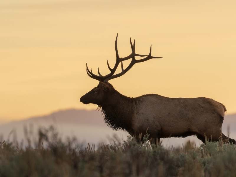 elk are a common wildlife species in Banff