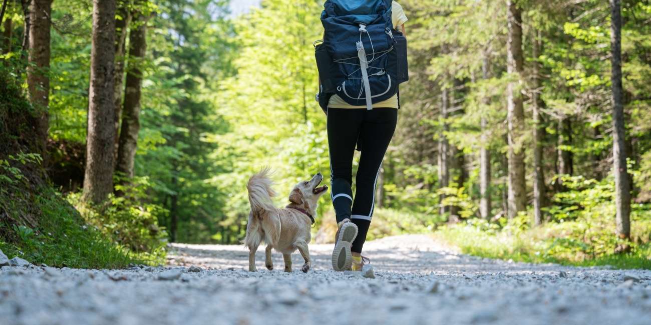 tips on hiking with dogs