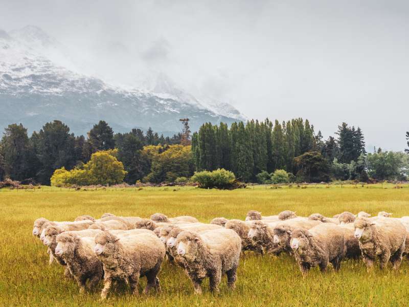 What is Merino Wool? (and why it is so special) 