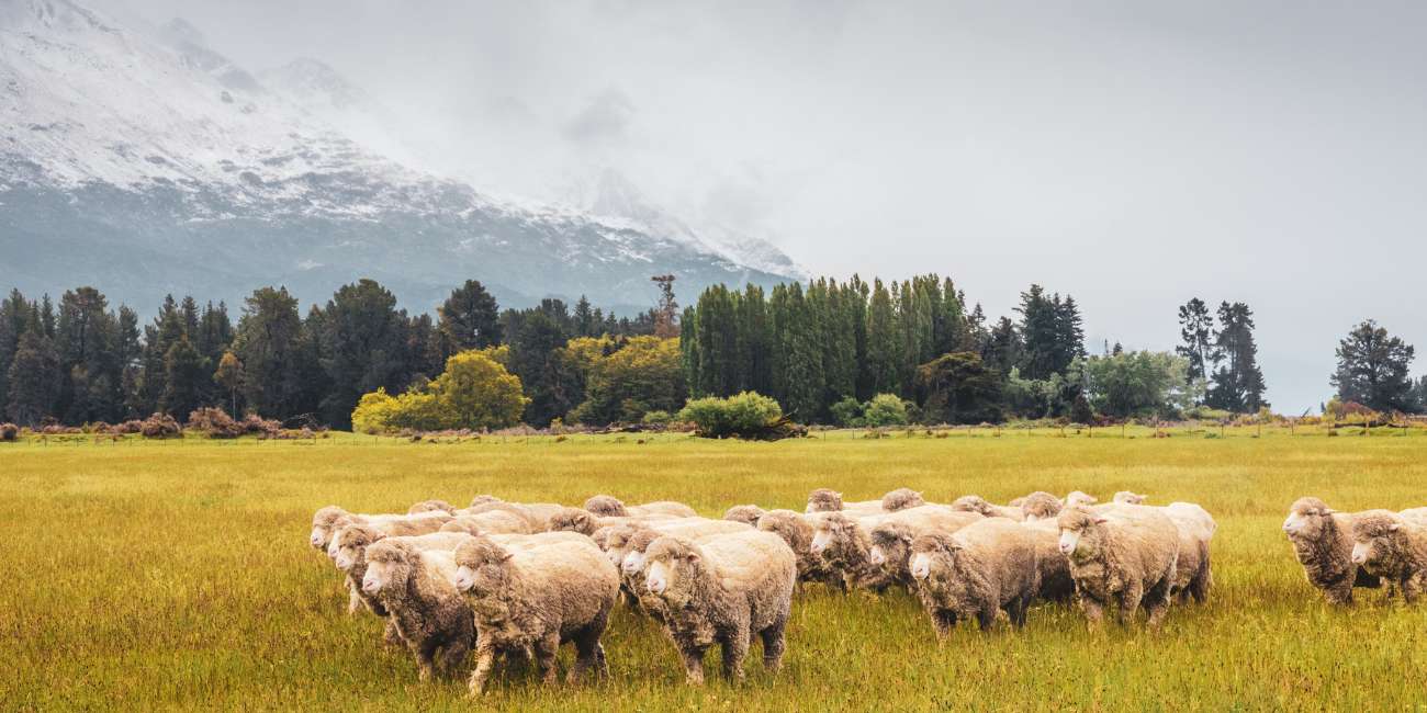 benefits of using merino sheep's wool for hiking