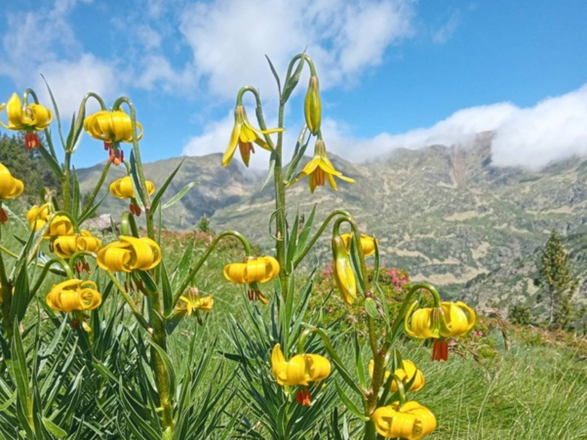 Yellow Pyrenean lilies in flower beside the trail while hiking in Andorra