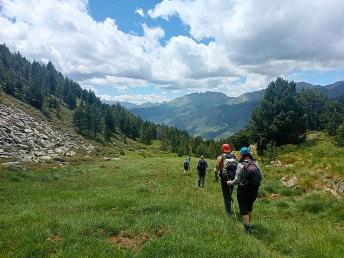 Hikers crossing an alpine meadow between pine forest on an Andorra hiking tour