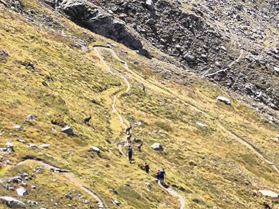 Hikers passing ibex grazing beside the trail in Gran Paradiso National Park