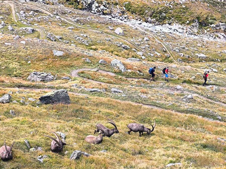 Hikers on the trail with ibex grazing below them in the Italian Alps