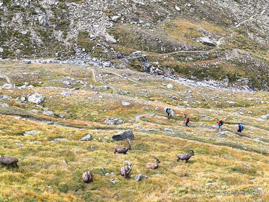 Seven ibex lying in the meadow while hikers pass on the trail above, Gran Paradiso National Park