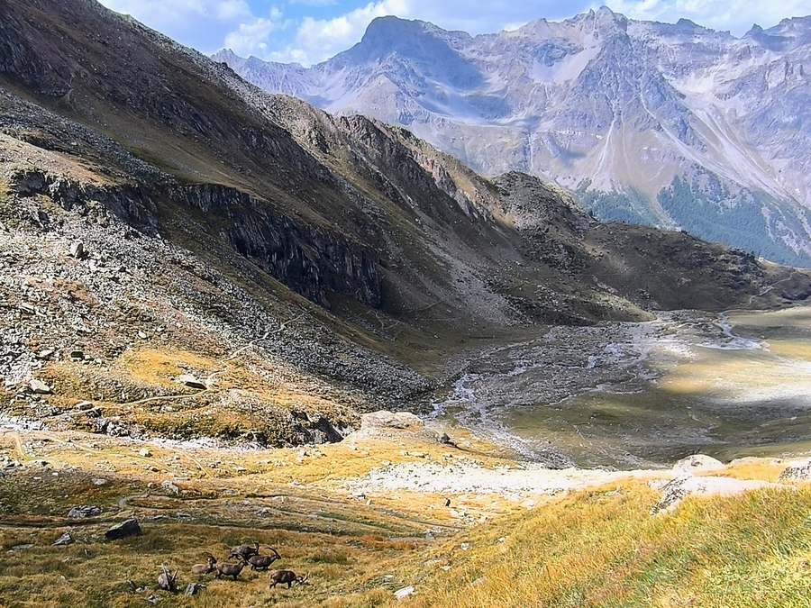 Ibex on a grassy slope with mountain views on the Gran Paradiso hiking tour
