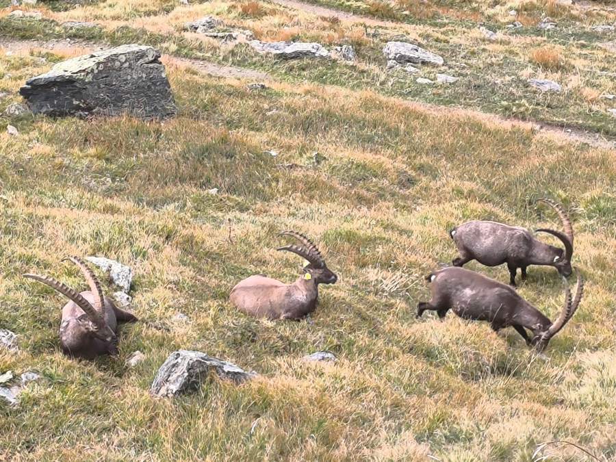 Four ibex with curved horns resting beside the hiking trail in Gran Paradiso National Park