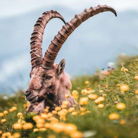 Close-up of an Alpine ibex with long curved horns among wildflowers in Gran Paradiso National Park, Italian Alps