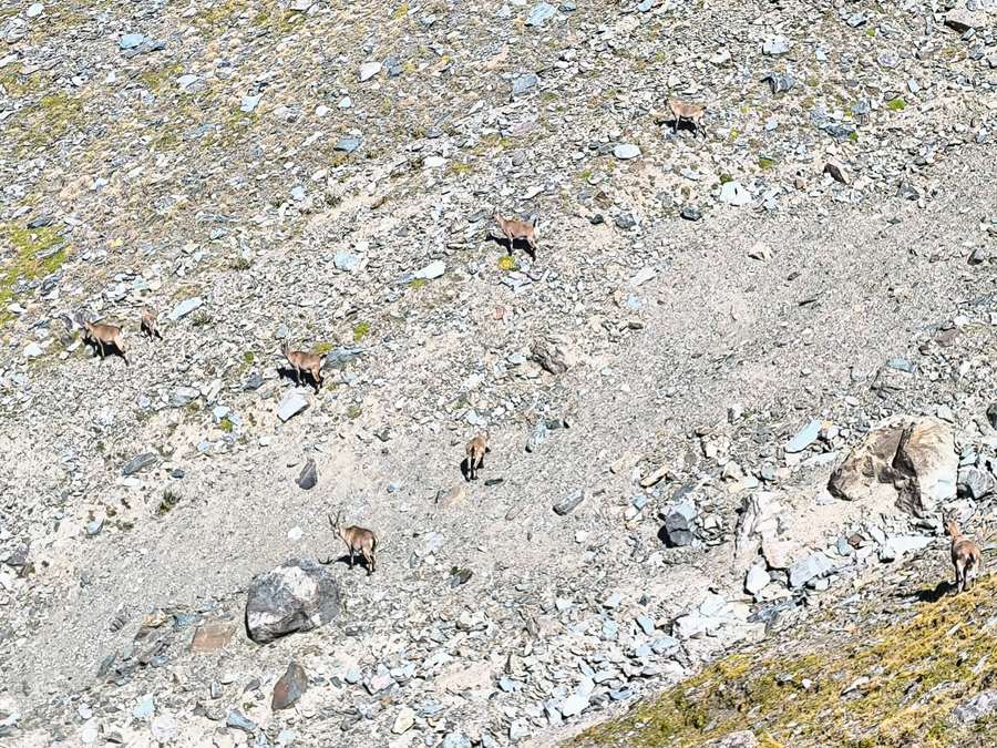 A herd of ibex on the scree, seen from the hiking trail in Gran Paradiso National Park