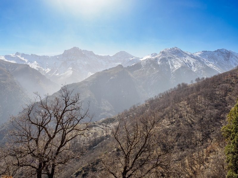 Snow-capped Sierra Nevada peaks seen through bare oak trees on the hiking trail in the Alpujarras