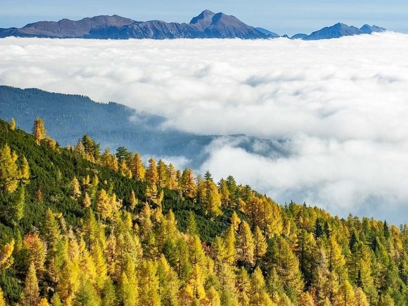 Golden larches on a ridge above a sea of cloud in the Julian Alps, seen on the hut to hut crossing in Slovenia