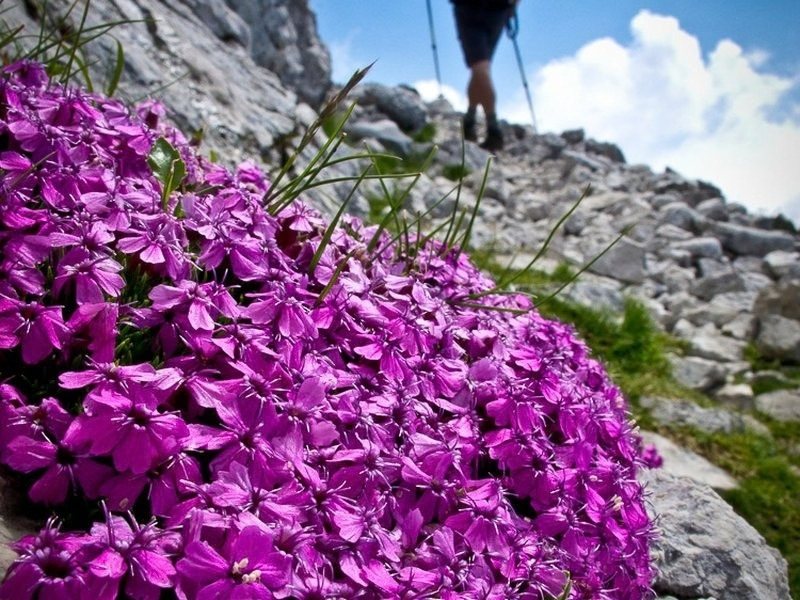 Pink alpine wildflowers growing out of the gravel beside a hiker's boots on the trail in Slovenia's Julian Alps