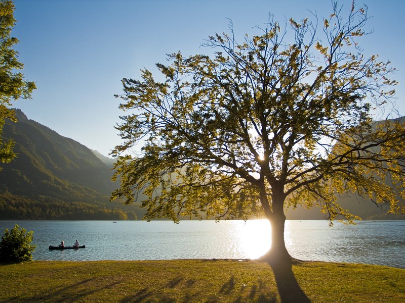 A lone tree on the shore of Lake Bohinj with the sun low over the water and the Julian Alps behind, where the hut to hut hike finishes with a swim