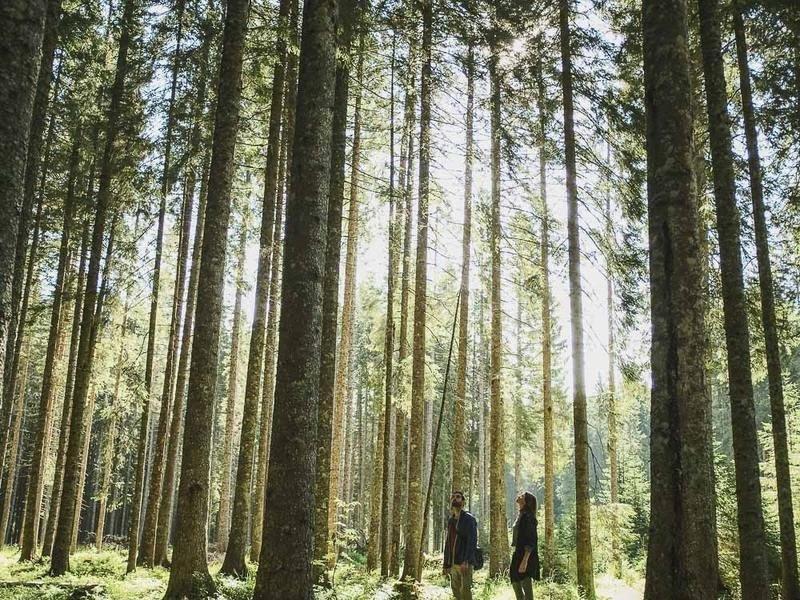 Hikers on a path through tall spruce forest with light coming down between the trunks on the Pokljuka Plateau, the trailhead for hut to hut hiking in Slovenia