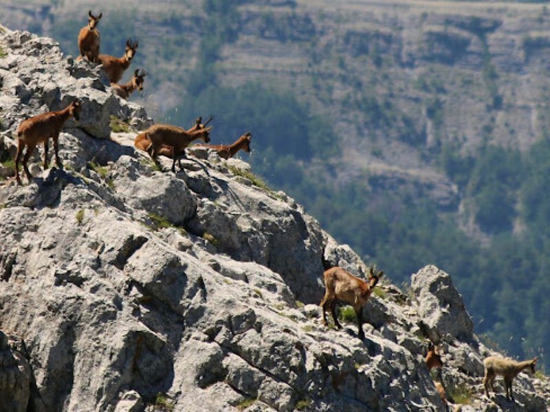 A herd of Pyrenean chamois on a rocky ridge in the Catalan Pyrenees